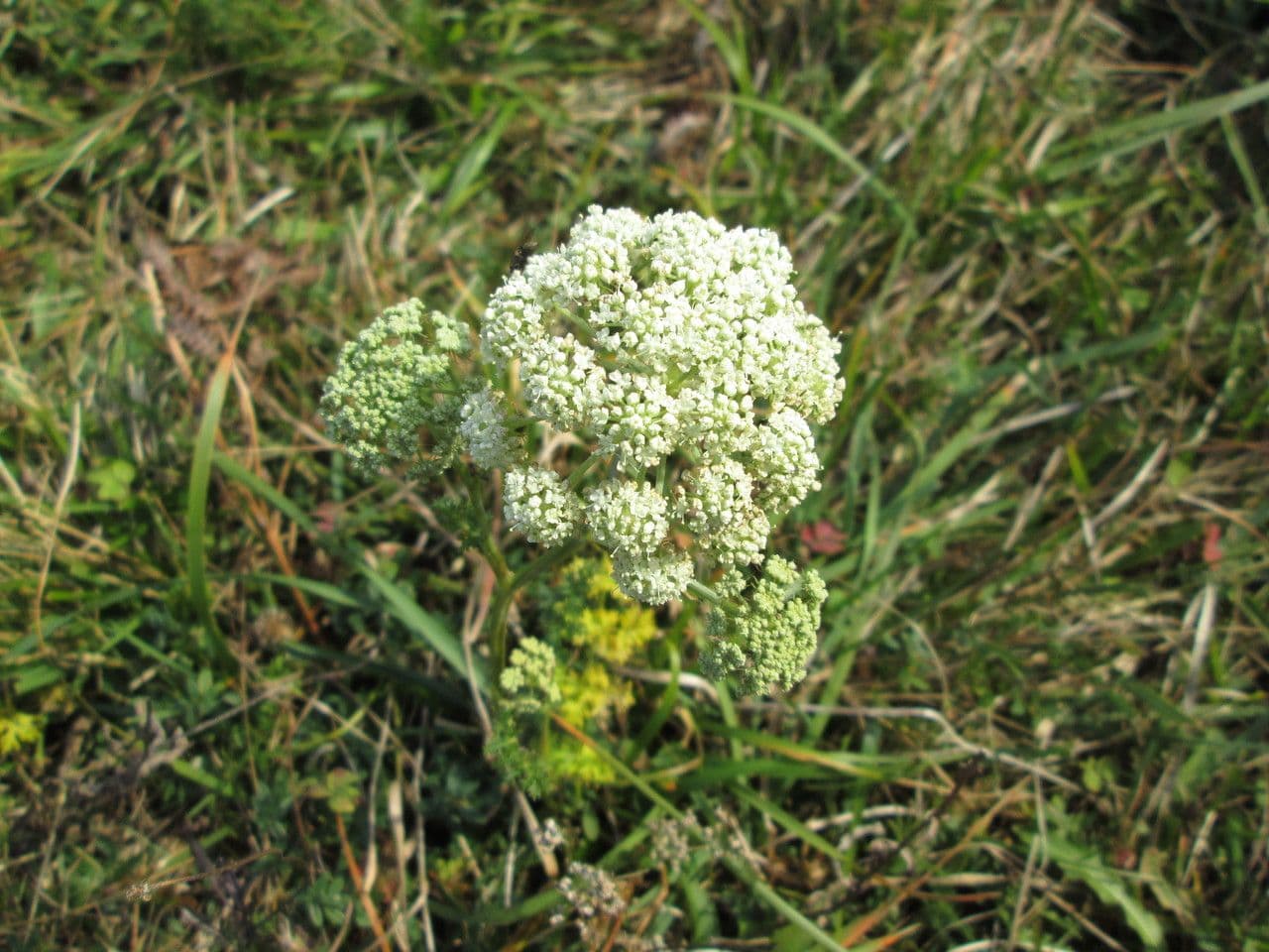 Endressia pyrenaica 8