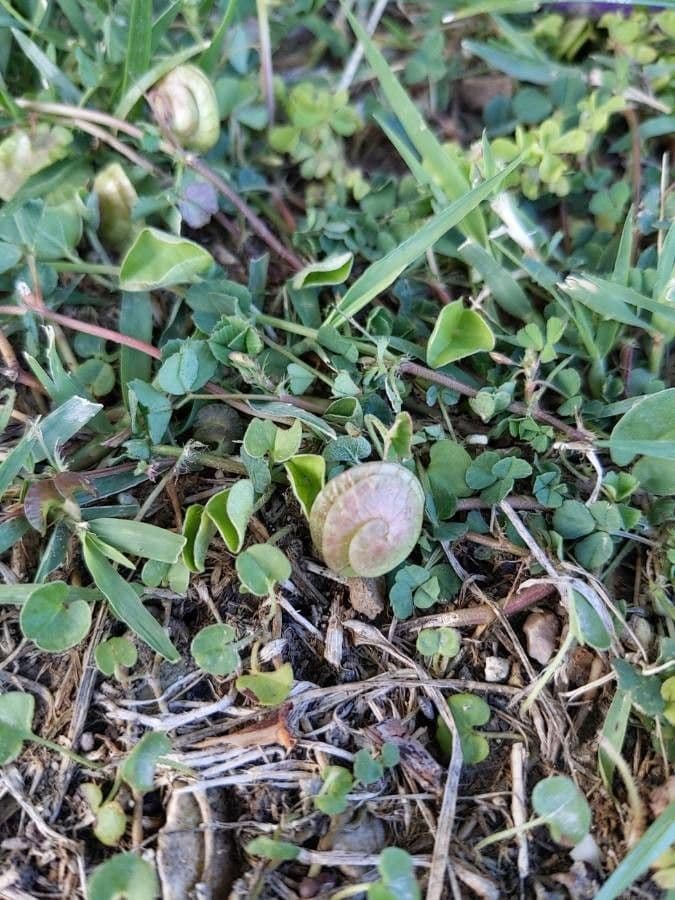 Erba medica orbicolare 16