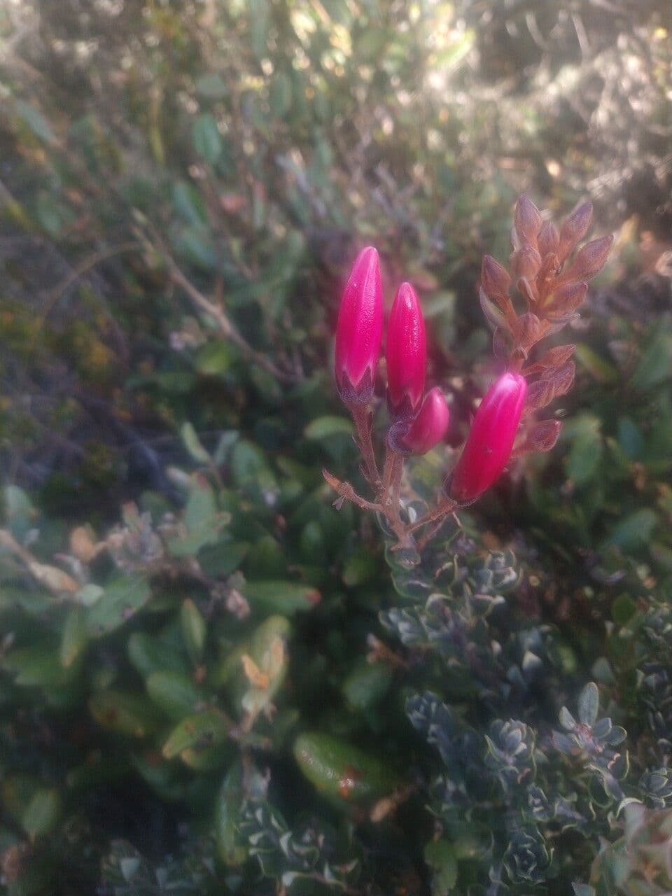 Bejaria 4