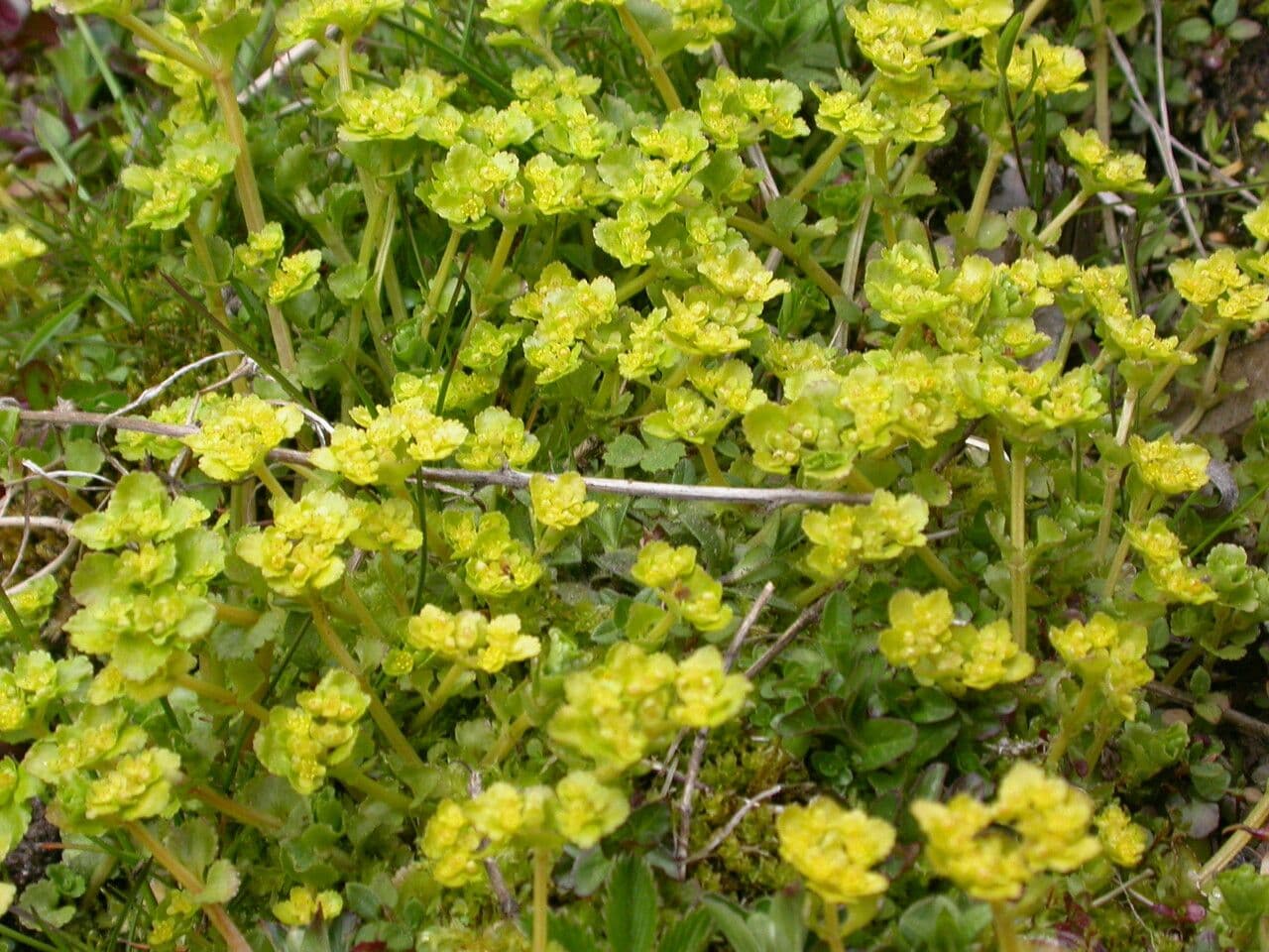 Chrysosplenium nepalense