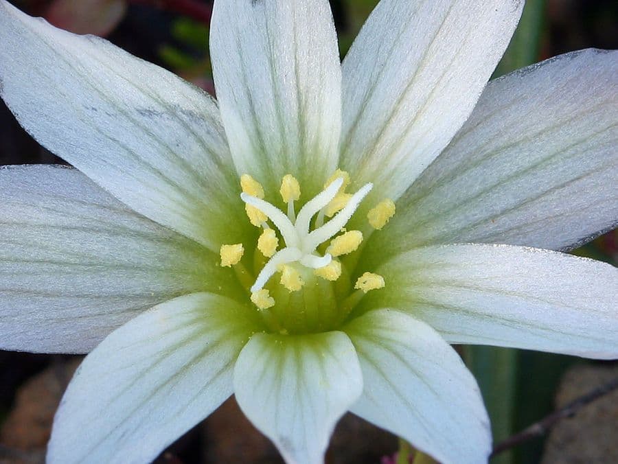 Lewisia del Nevada 5