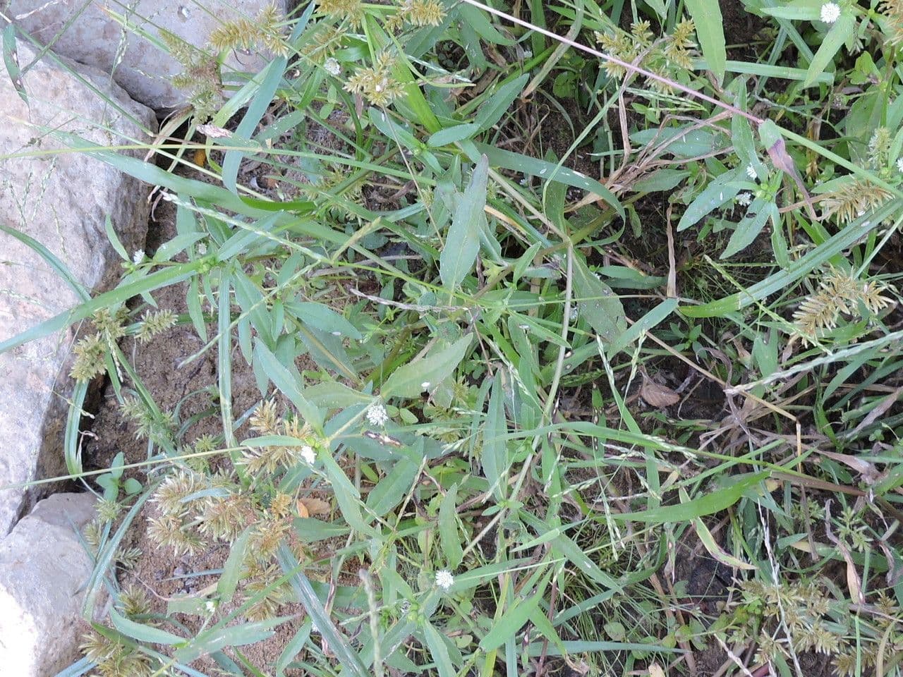Eclipta 24