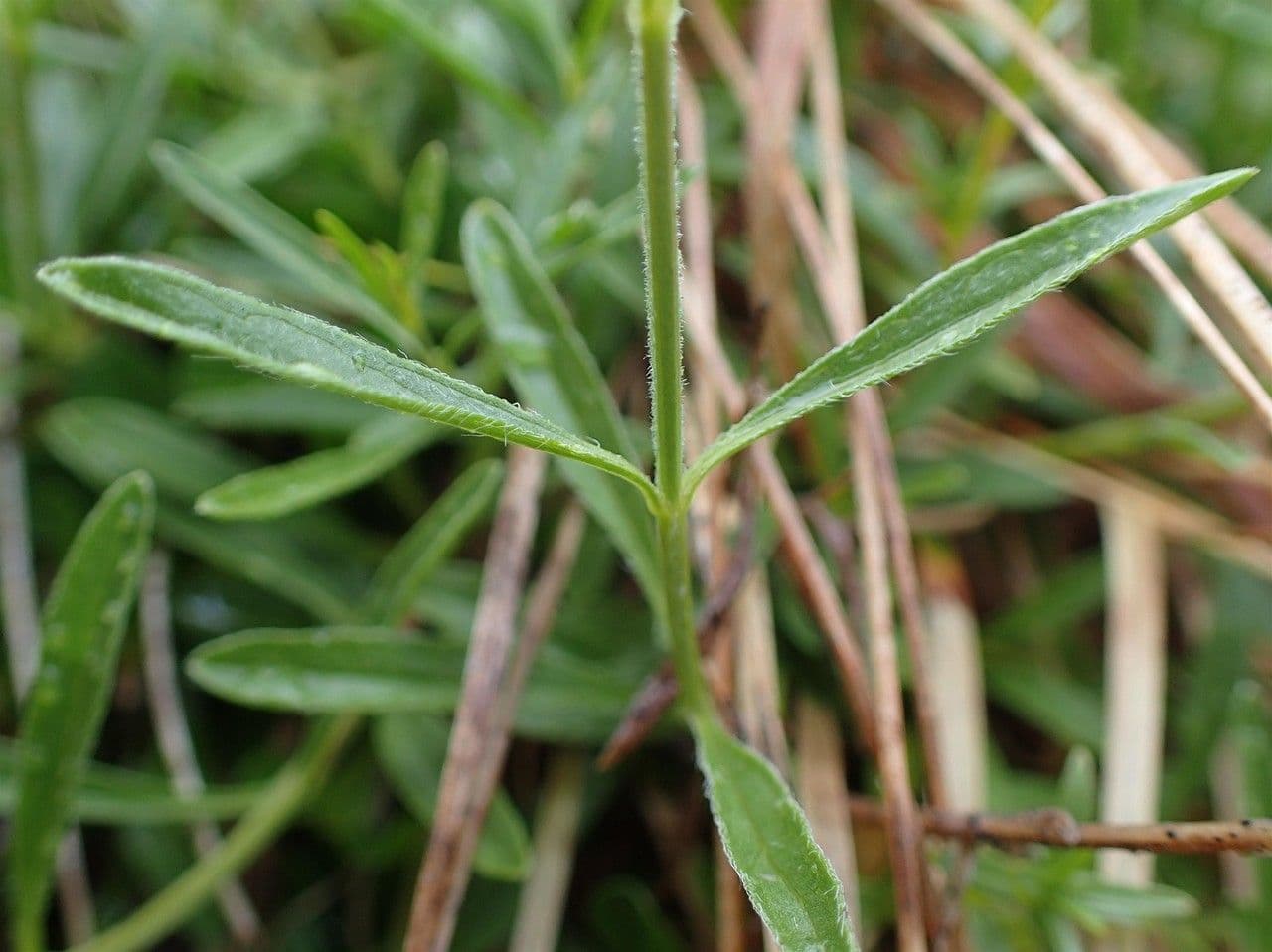 Sideritis hyssopifolia 25