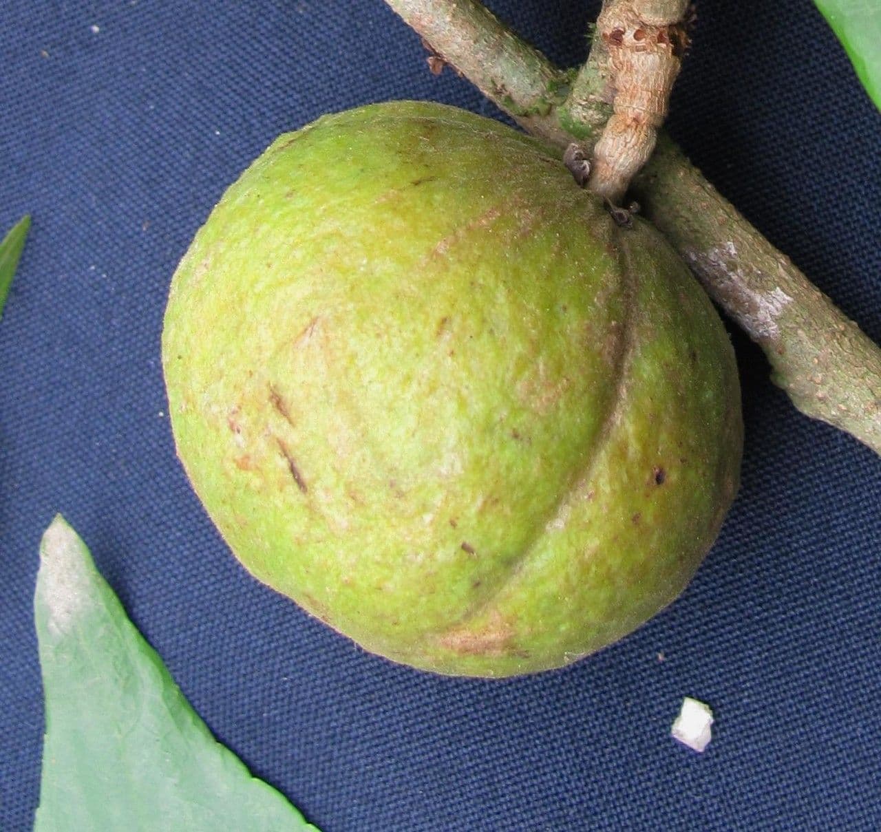 Casearia 2