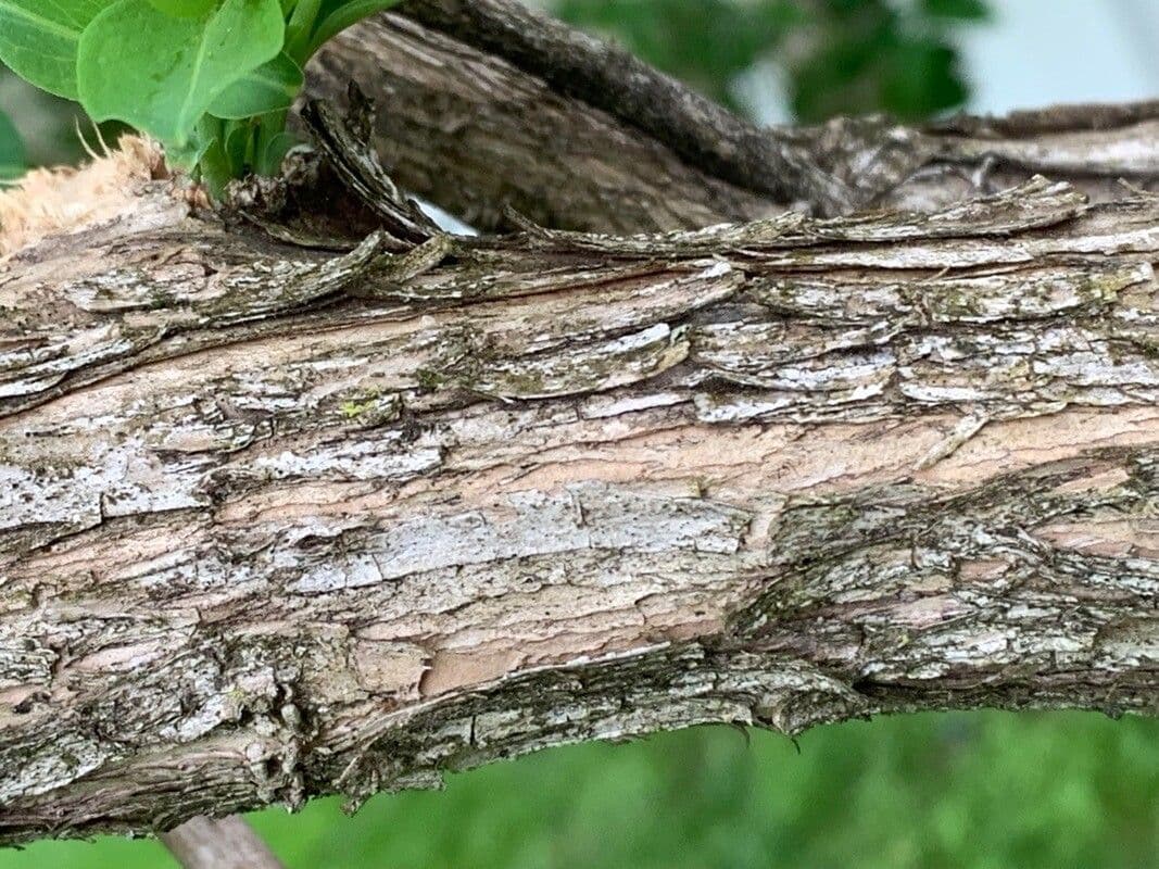 Caprifoglio tatarico 24
