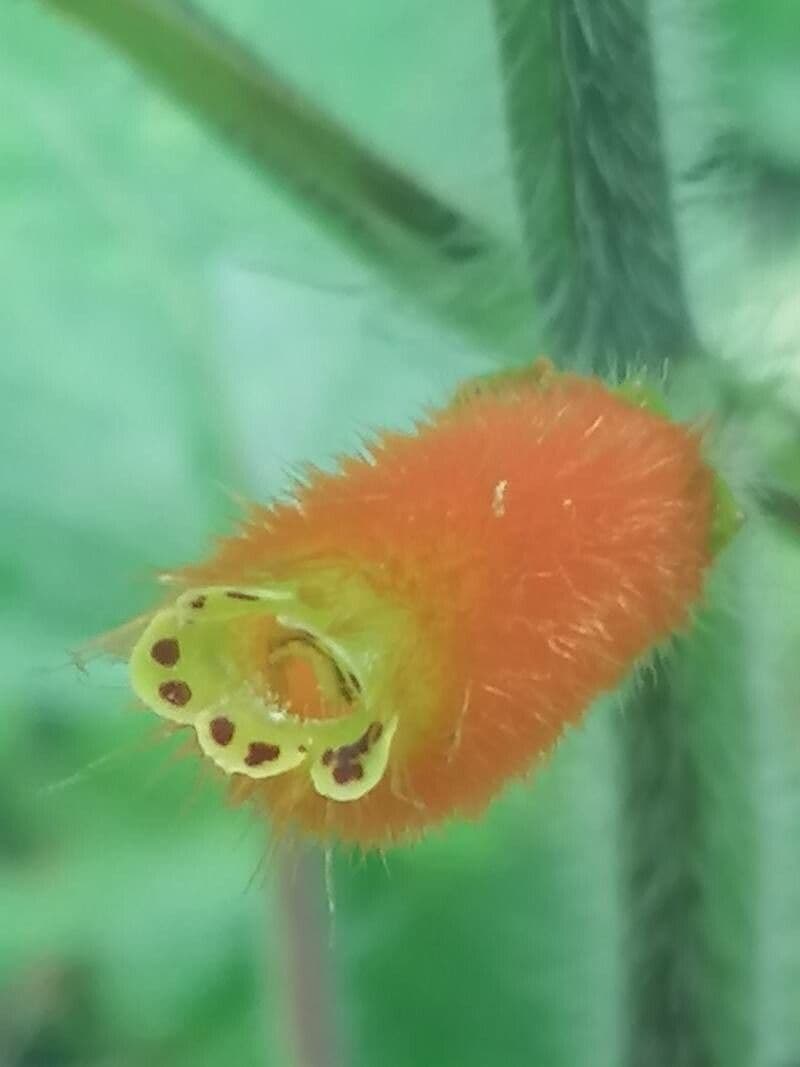 Kohleria 2
