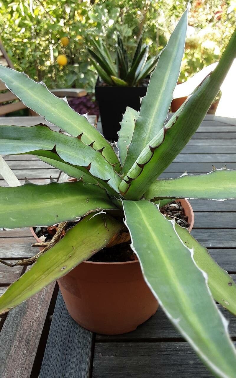 Agave 4