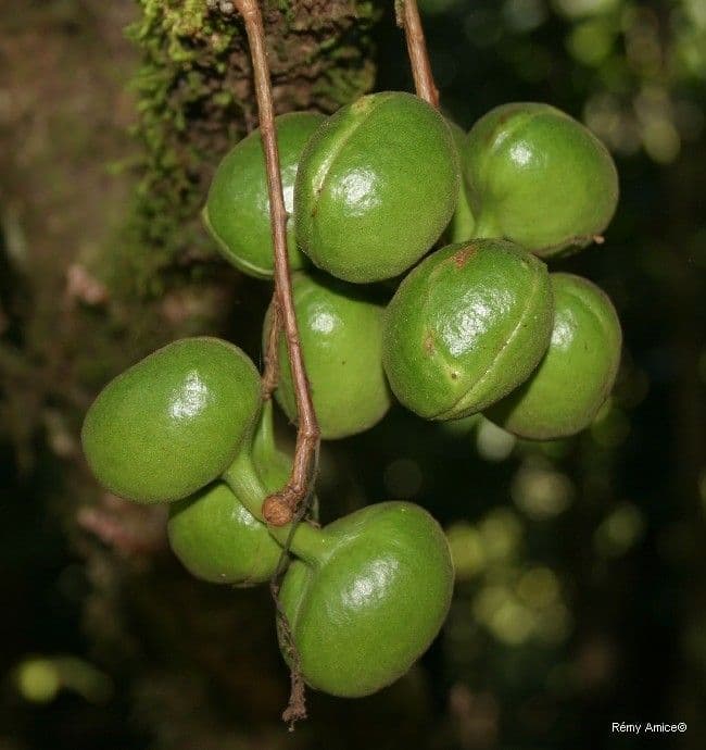 Acropogon