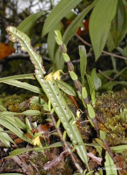 Dendrobium 13