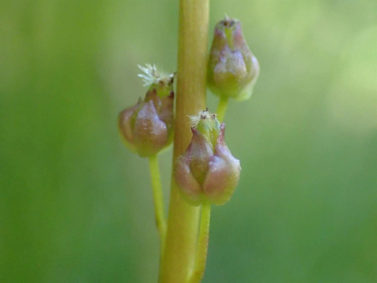Giuncastrello palustre 23
