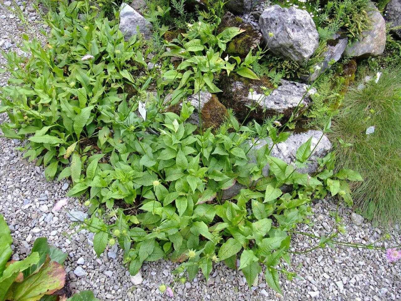 Vedova