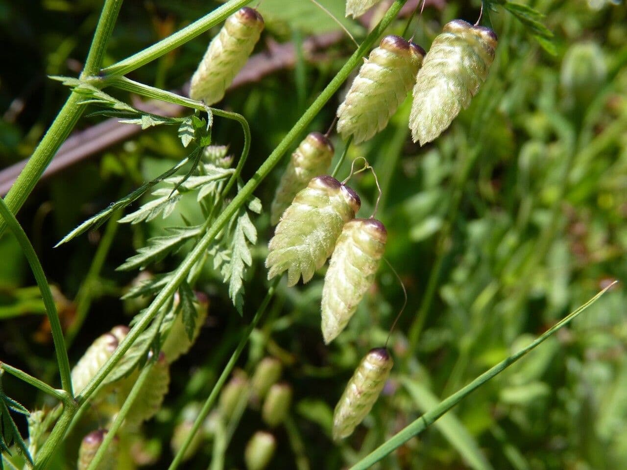 Sonaglini 10