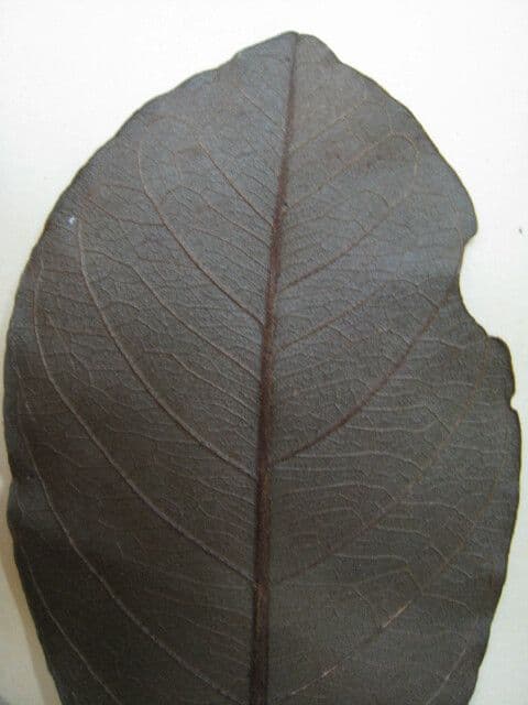 Diplotropis 3