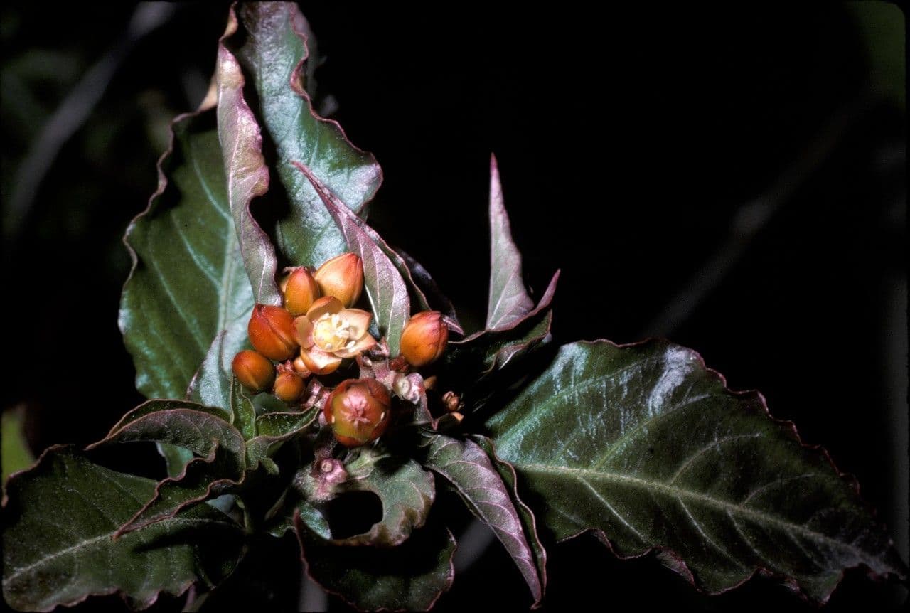 Pleuropetalum 3
