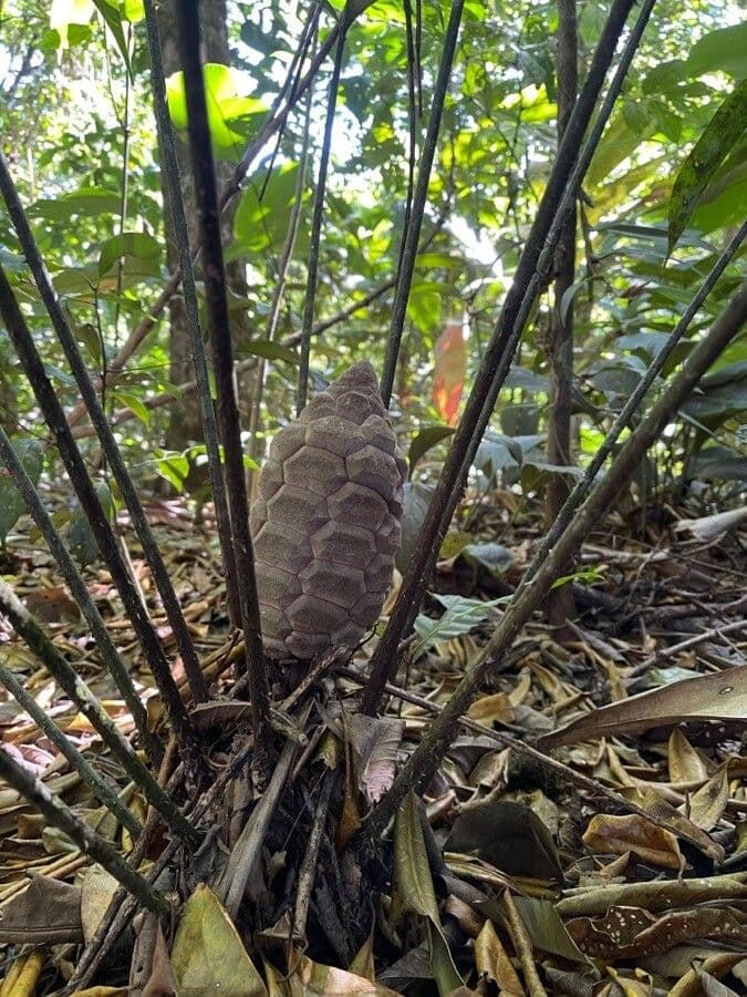 Zamia 2