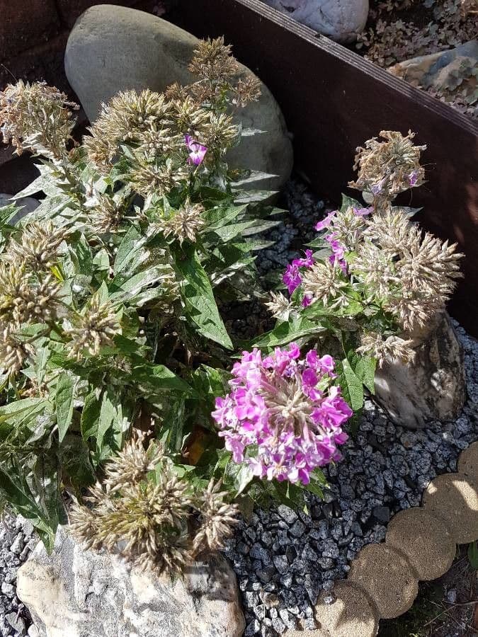 Verbena rigida