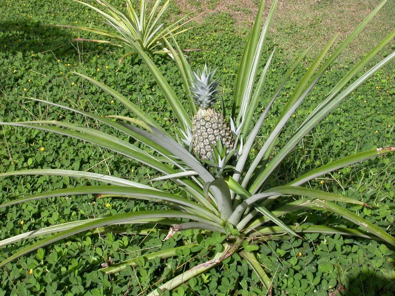 Ananas 13