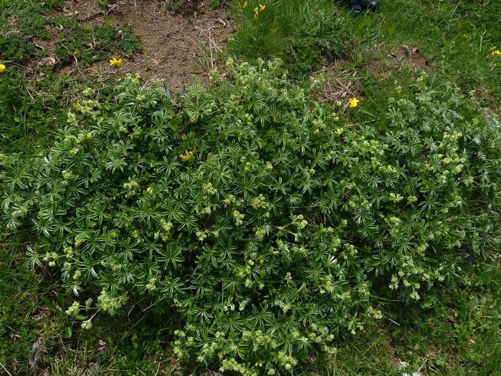 Erba stella 8