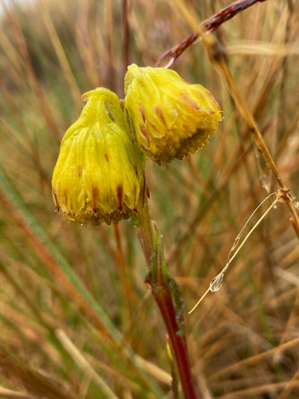Senecio 3