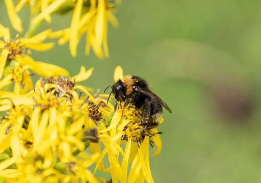 Ligularia 3