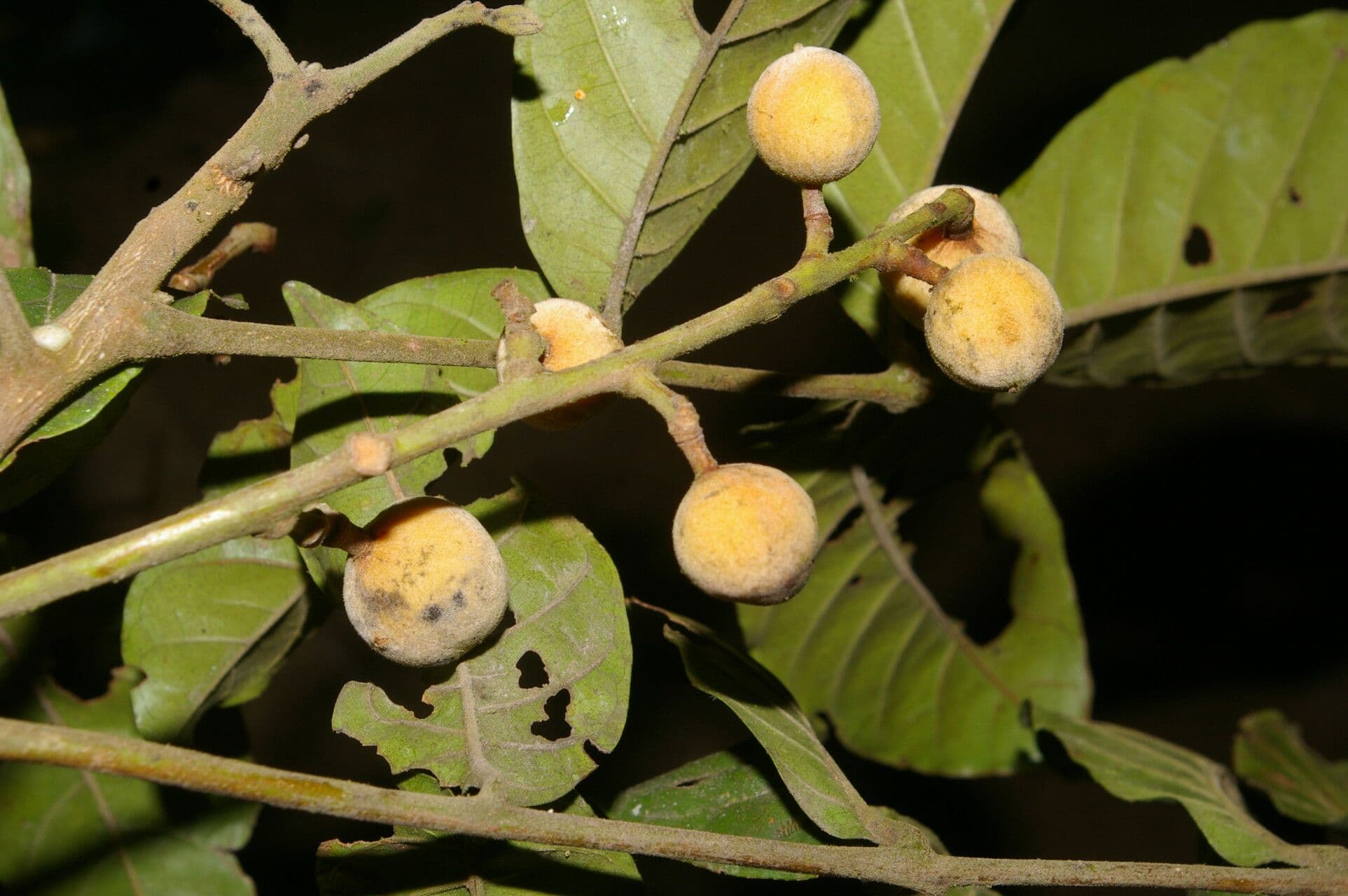 Trichilia martiana