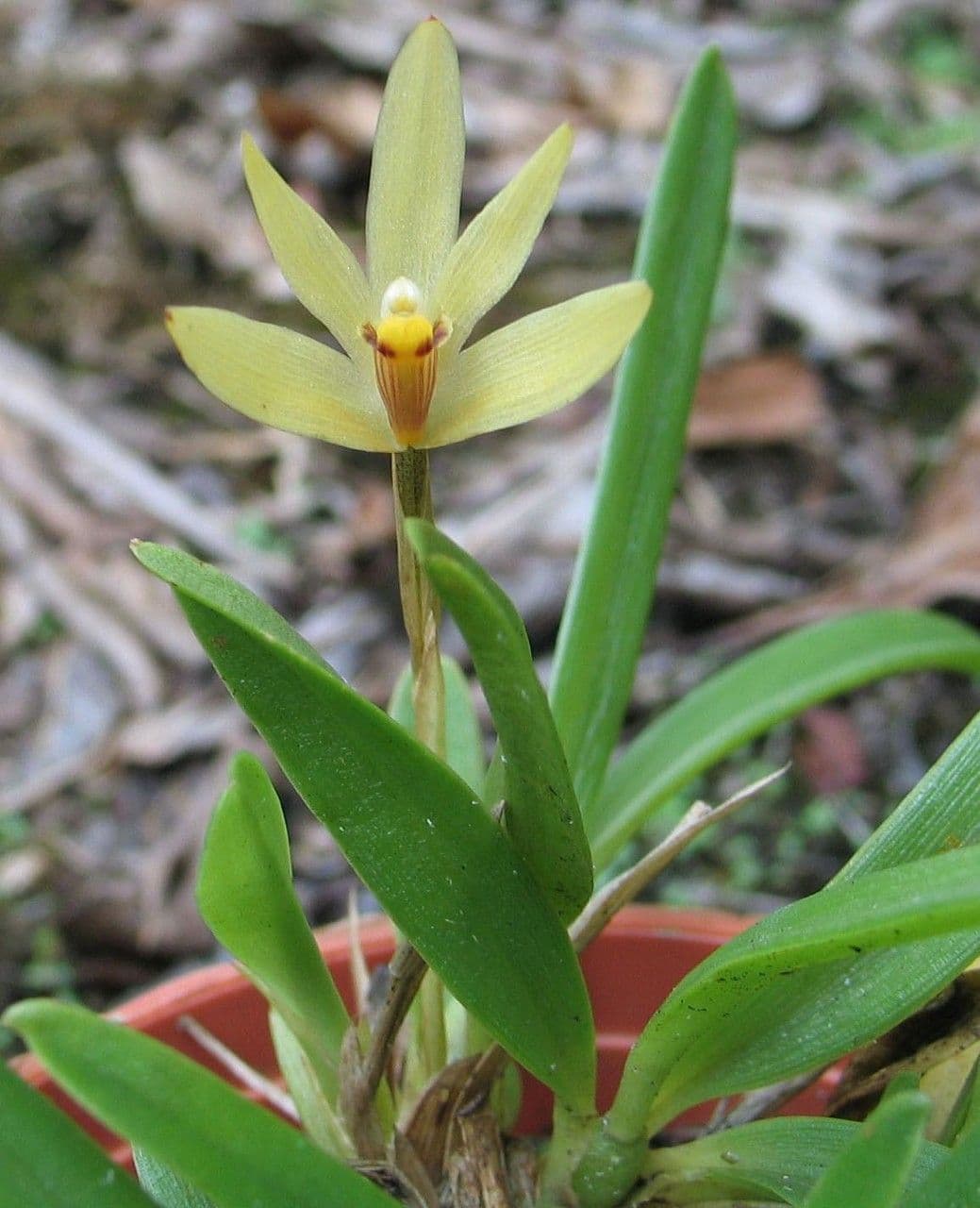 Maxillaria 11