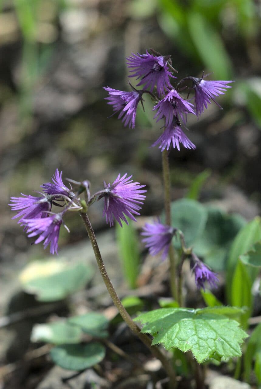 Soldanella 2