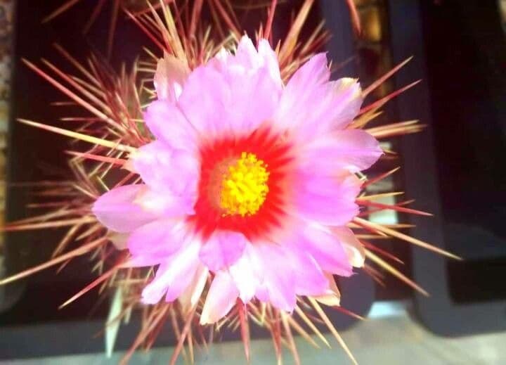 Thelocactus bicolor 2