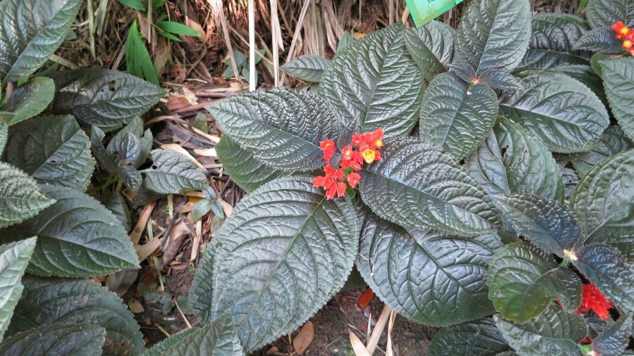 Chrysothemis pulchella 12