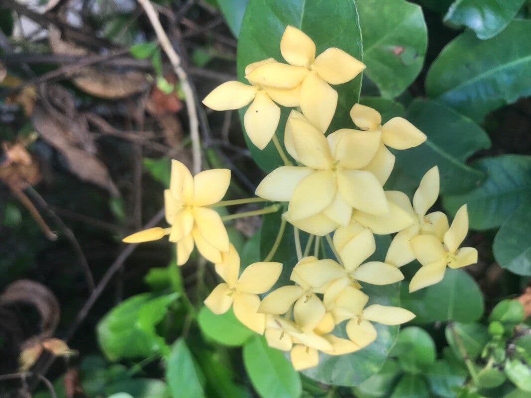 Ixora 4
