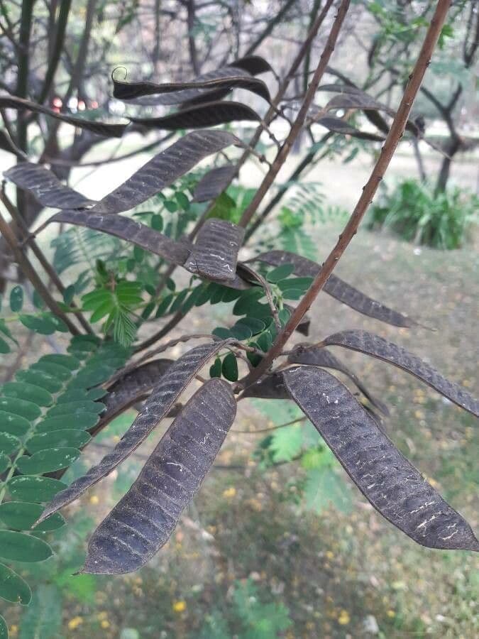 Senna didymobotrya 3
