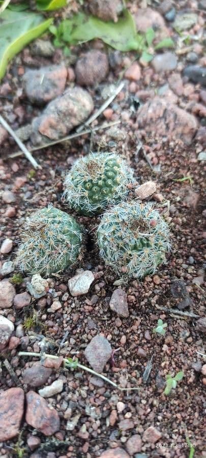 Mammillaria sphaerica