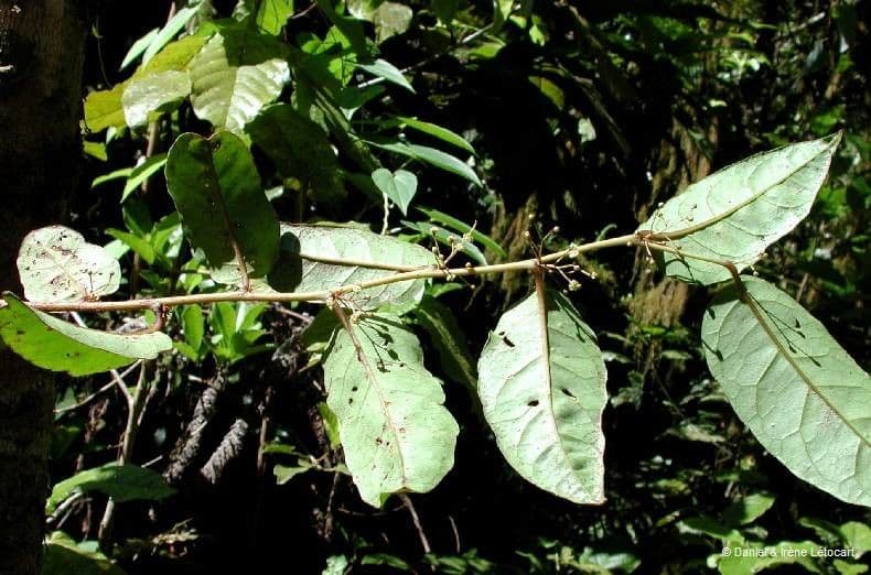 Amborella 10