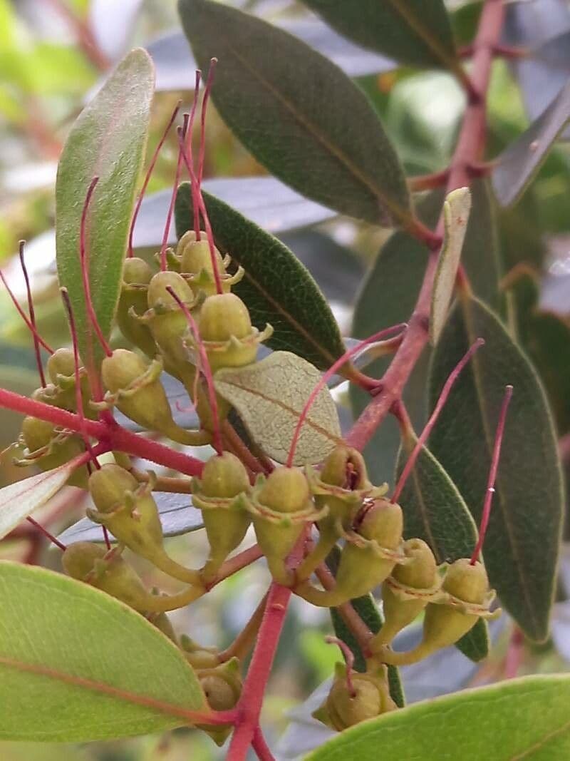 Metrosideros robusta
