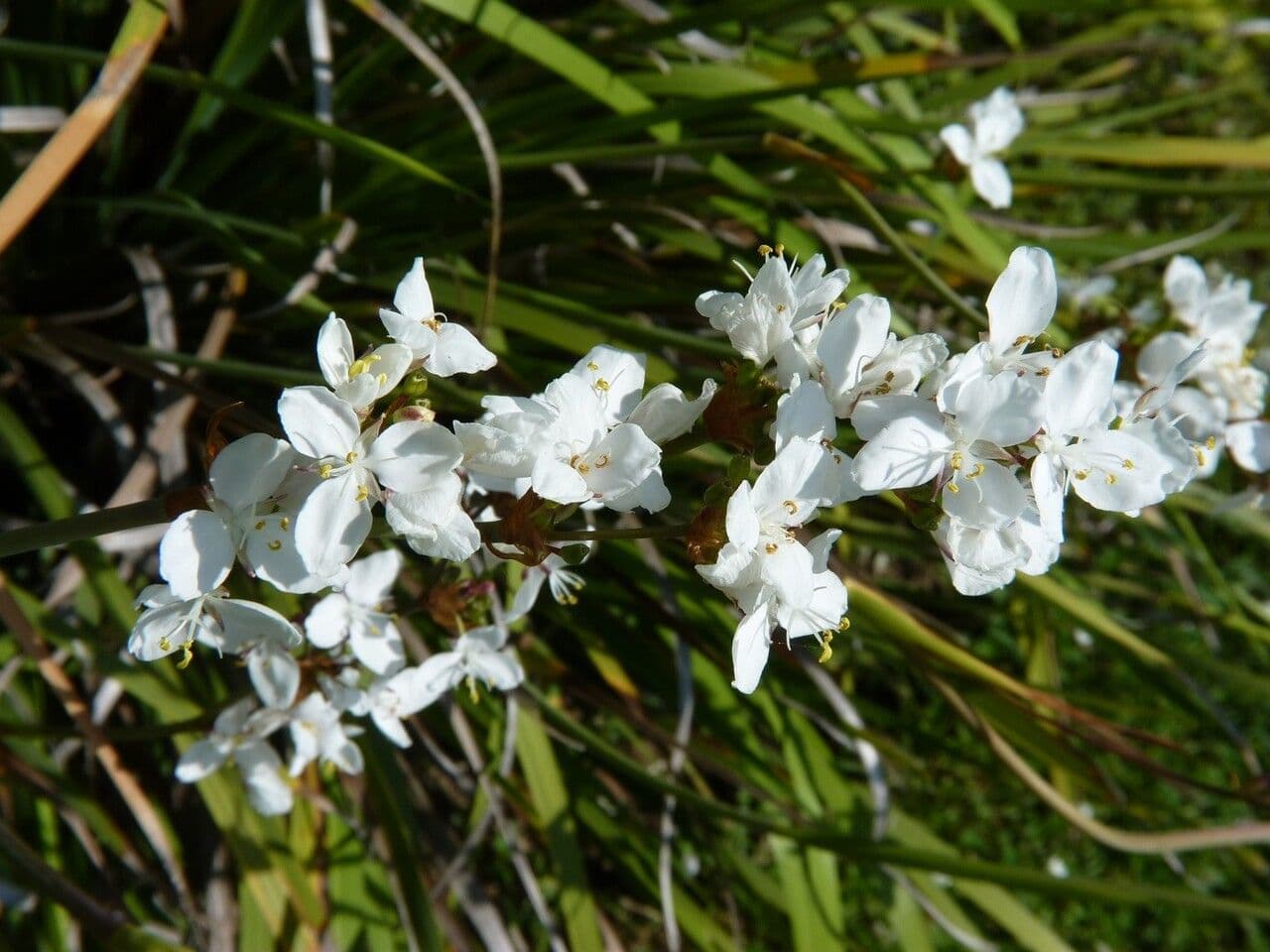 Libertia