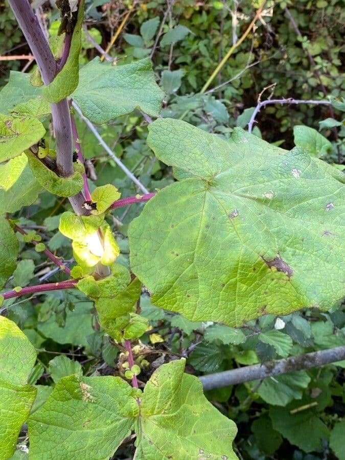 Pericallis 8