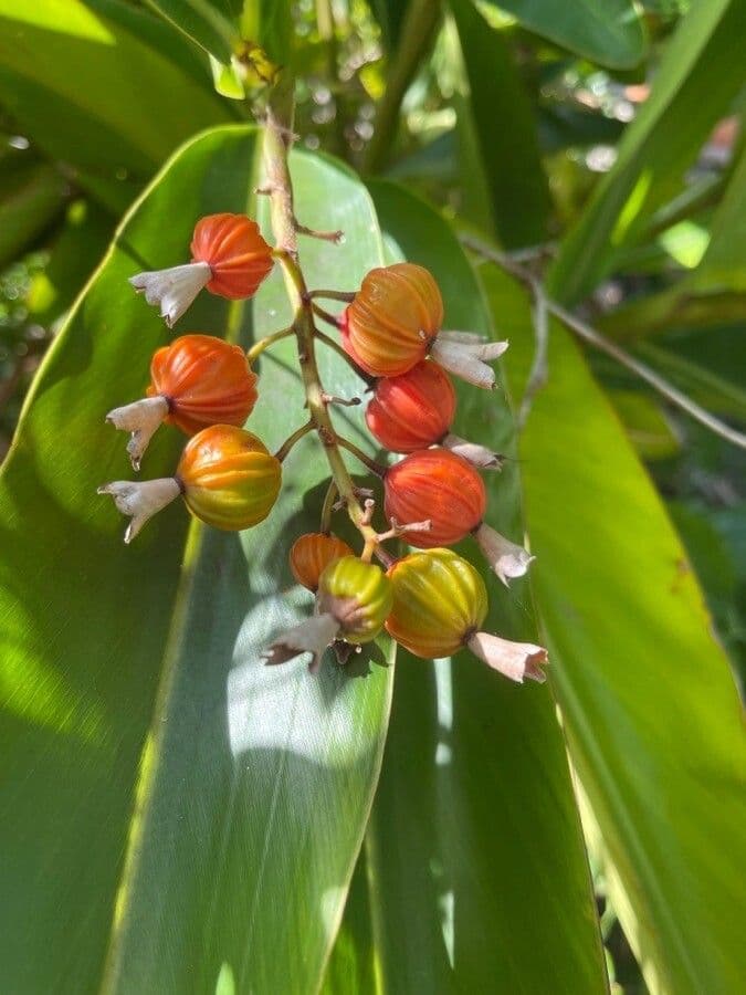 Alpinia zerumbet 5