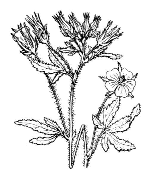 Malva di Creta 19