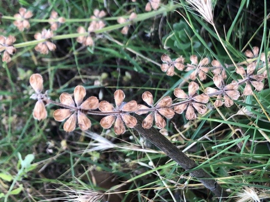 Gipsófila tomentosa