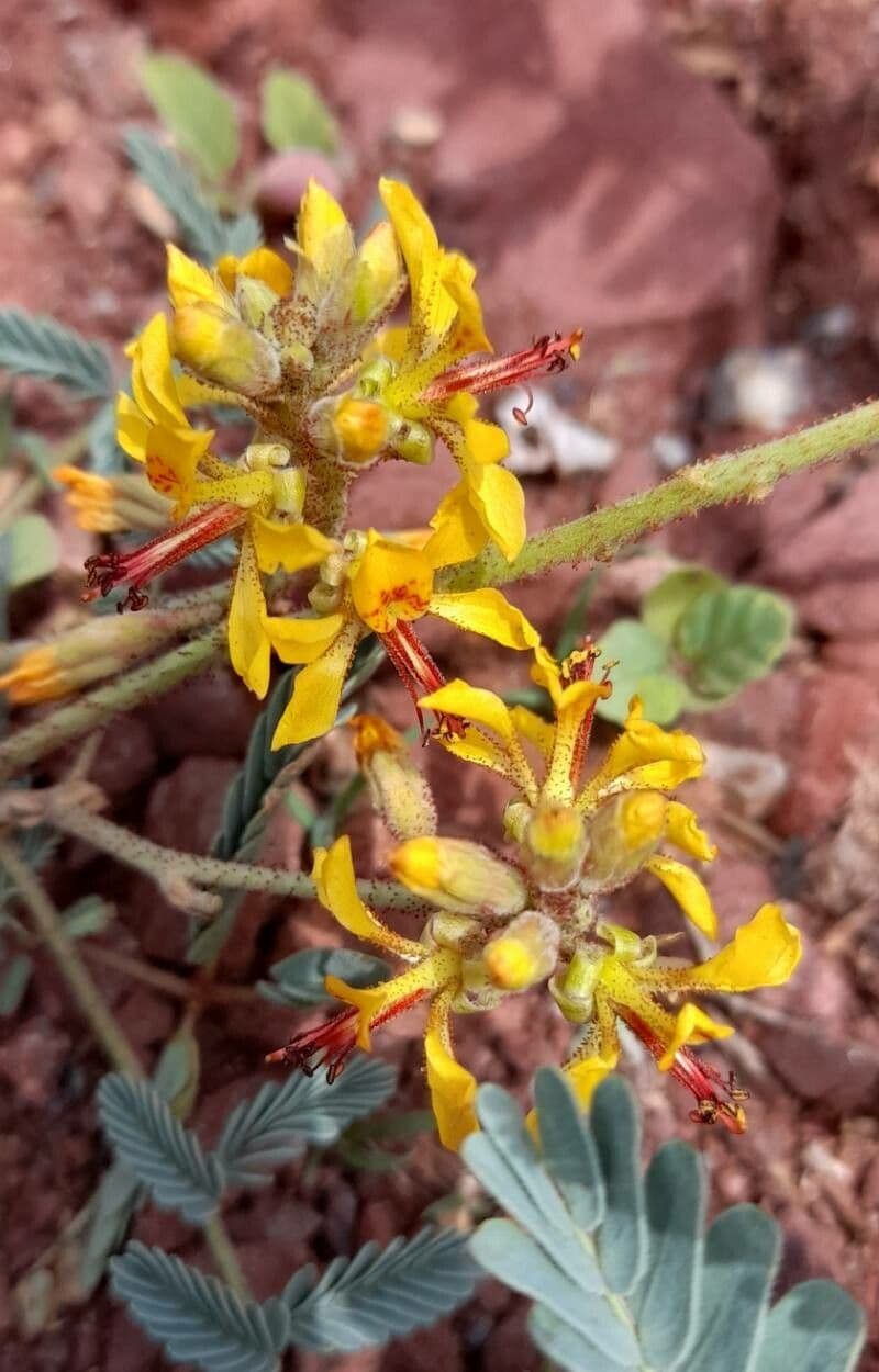 Hoffmannseggia glauca 6