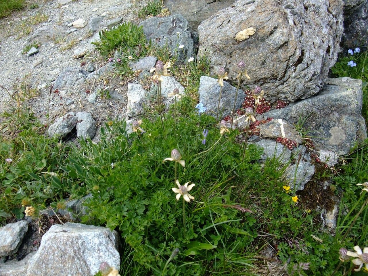 Callianthemum coriandrifolium 10