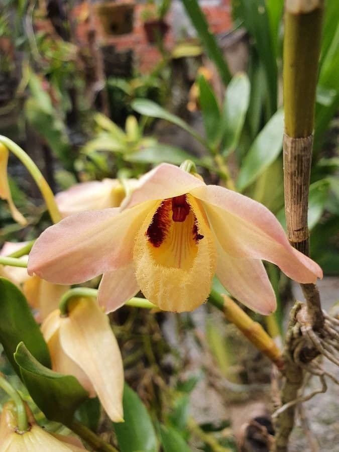 Moschus-Dendrobium