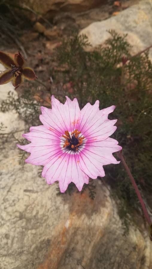 Monsonia splendida