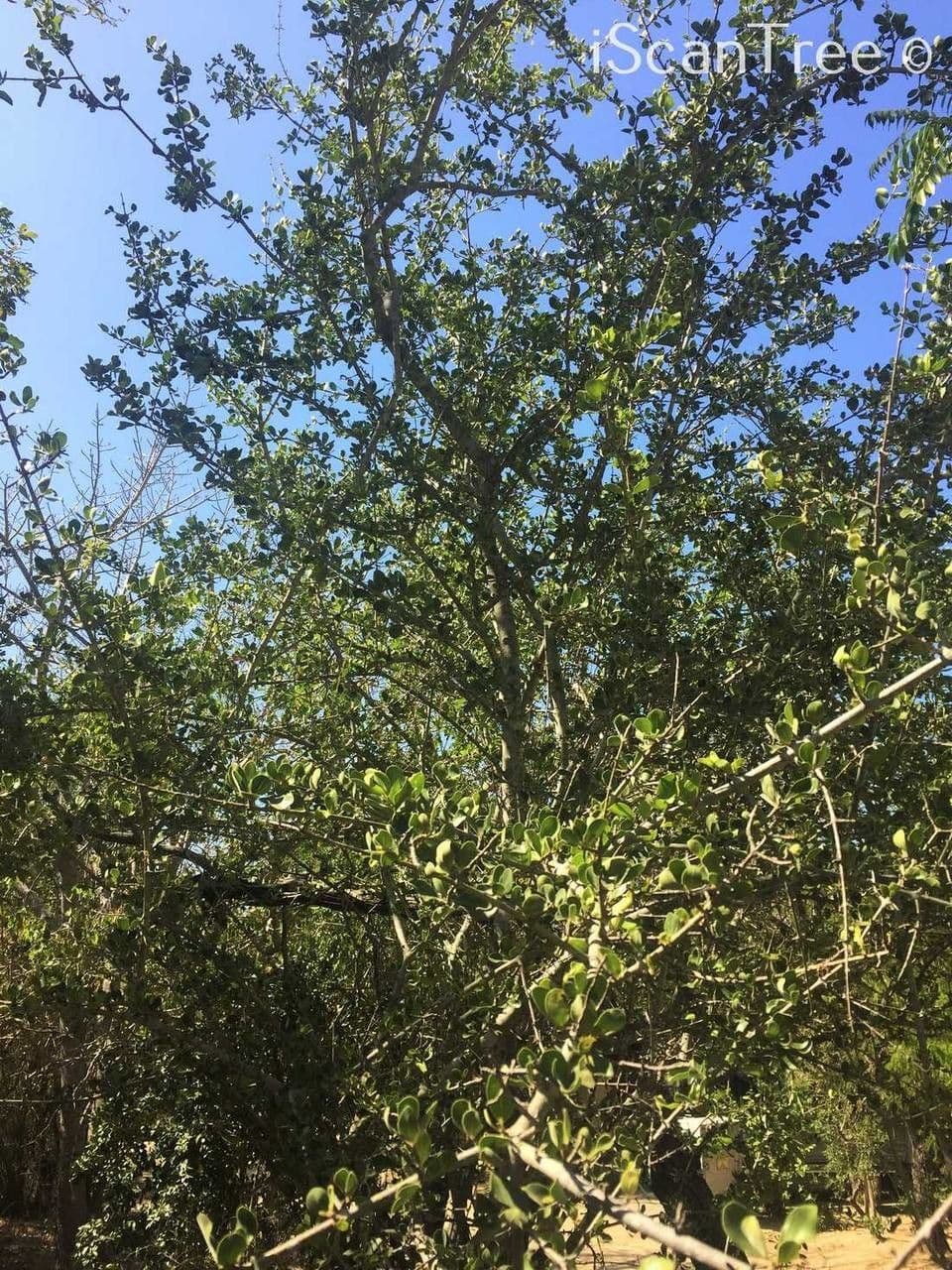 Brechnuss madagaskarische 6