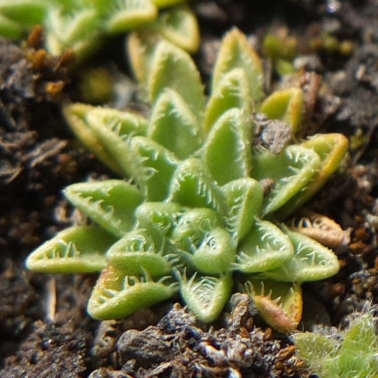 Werneria 8
