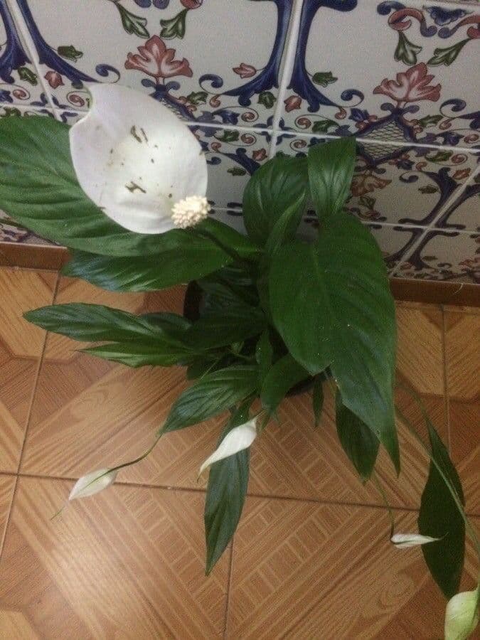 Spatifillo 2