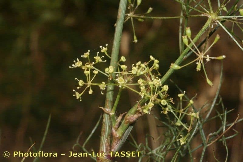 Peucedanum paniculatum 3