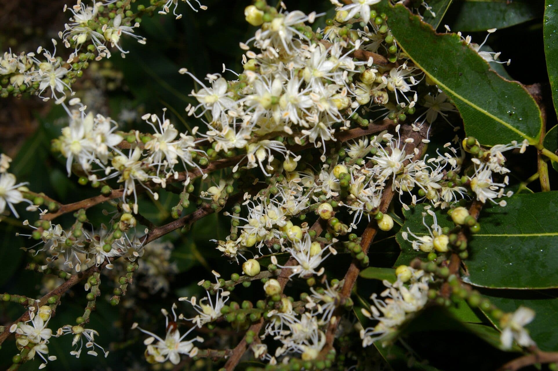 Copaiba 3