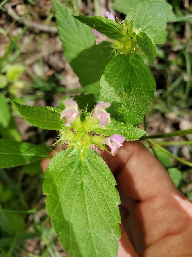 Canapetta bifida 4