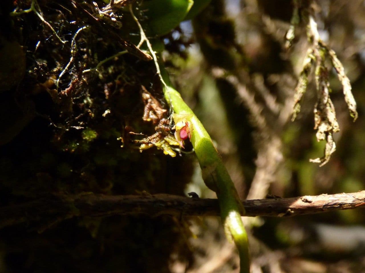 Bulbophyllum 7